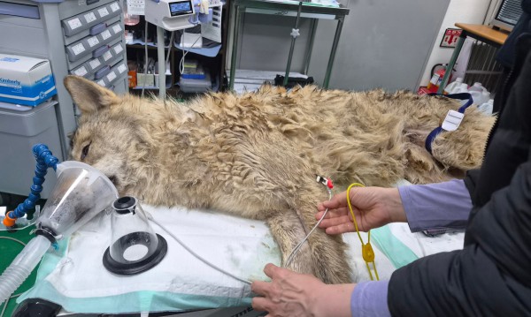 Bắt được sói xổng chuồng ở Hàn Quốc