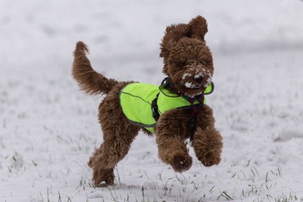 Bất ngờ phát hiện cả chó chihuahua cũng có gien sói