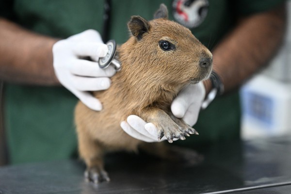 Brazil bắt 8 người đánh đập tàn nhẫn một con chuột lang nước