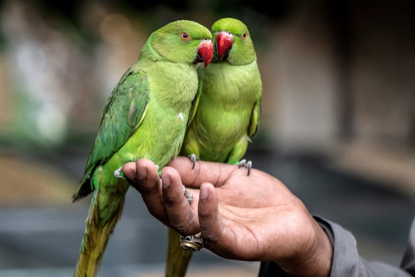 Campuchia cảnh báo nguy cơ nhiễm bệnh 'sốt vẹt'