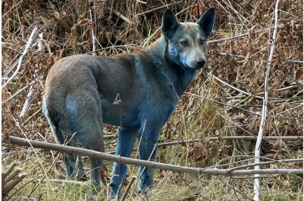 Chó lông xanh xuất hiện gần khu thảm họa hạt nhân Chernobyl Chó lông xanh xuất hiện gần khu thảm họa hạt nhân Chernobyl