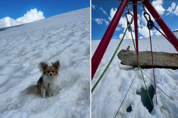 Chủ rơi xuống khe băng sâu 8 m, chú chó Chihuahua giúp giải cứu Chủ rơi xuống khe băng sâu 8 m, chú chó Chihuahua giúp giải cứu