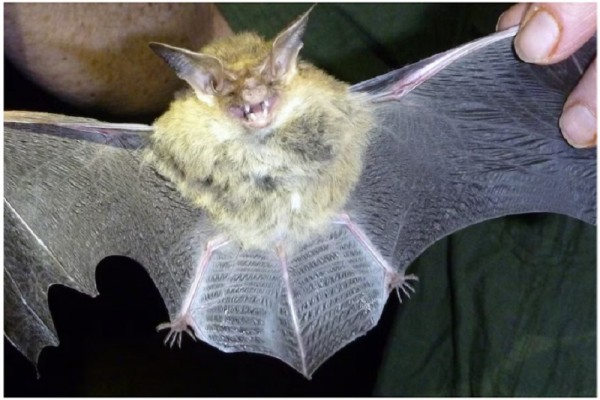 Dơi cắn gây chết người tại Úc