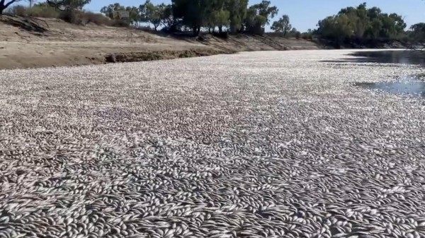 Hàng triệu con cá chết trên sông ở Australia, mùi thối rữa bốc khủng khiếp