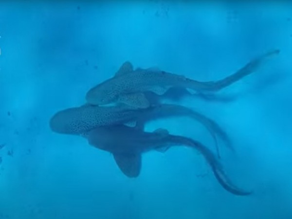 Hé lộ 'cuộc tình tay ba' của loài cá mập báo Hé lộ 'cuộc tình tay ba' của loài cá mập báo