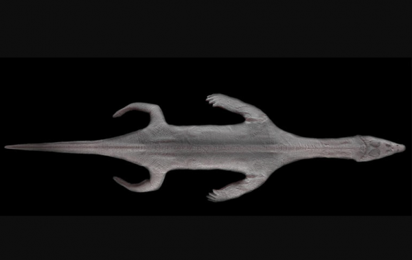 Hóa thạch ‘quái vật biển’ còn nguyên da 240 triệu năm tuổi