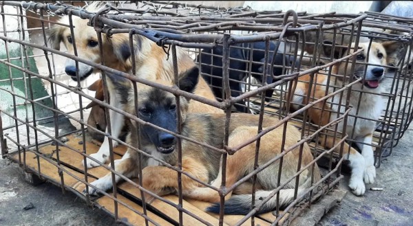 Jakarta ra tối hậu thư cho các lò mổ, chấm dứt việc buôn bán thịt chó Jakarta ra tối hậu thư cho các lò mổ, chấm dứt việc buôn bán thịt chó