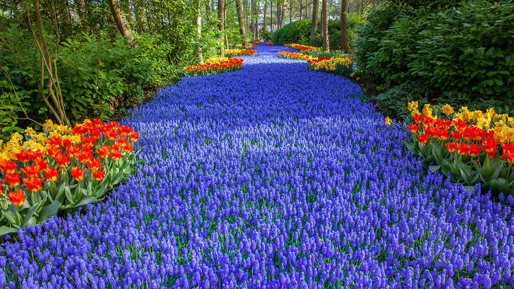 Keukenhof - vườn xuân đẹp nhất thế giới