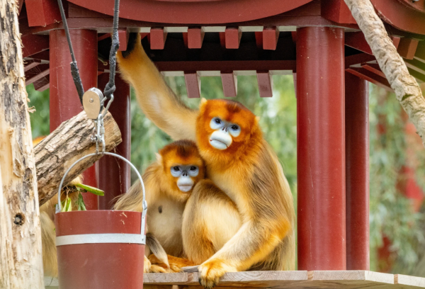 Khỉ lông vàng tiếp nối 'ngoại giao gấu trúc' của Trung Quốc