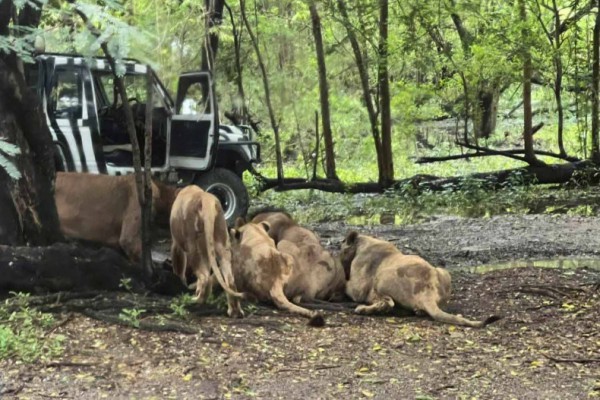 Kinh hoàng nhân viên sở thú bị bầy sư tử cắn chết trước mặt du khách