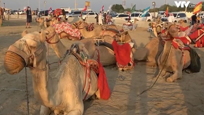 Lạc đà Qatar "tăng ca" phục vụ du khách