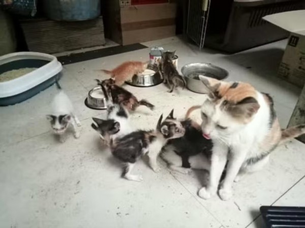 Lãnh án vì ném mèo vào chuồng chó Lãnh án vì ném mèo vào chuồng chó