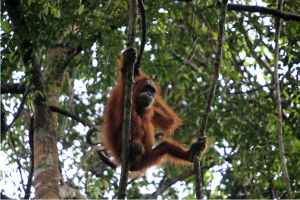 Lũ lụt Indonesia đẩy một loài đười ươi gần đến mức tuyệt chủng? Lũ lụt Indonesia đẩy một loài đười ươi gần đến mức tuyệt chủng?