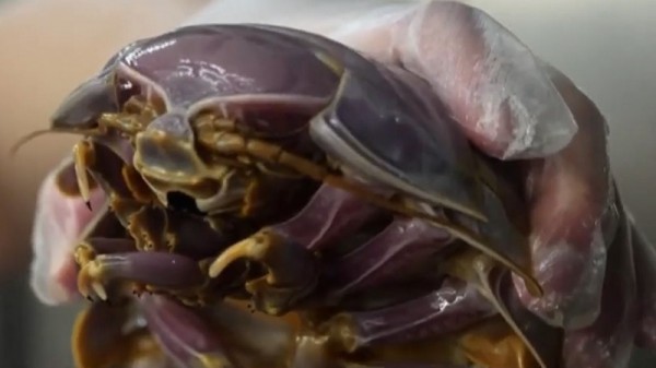 Món mì bọ biển khổng lồ ở Đài Loan (Trung Quốc) hút khách