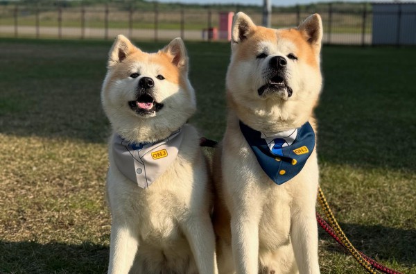 Ngộ nghĩnh chó Akita trở thành …giám đốc sân bay ở Nhật Bản
