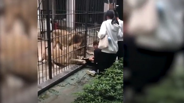 Nhân viên sở thú cứu bé gái 10 tuổi từ móng vuốt sư tử Nhân viên sở thú cứu bé gái 10 tuổi từ móng vuốt sư tử