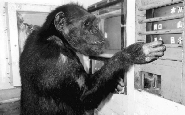 Nhật Bản vừa tổn thất một tinh tinh ở mức độ 'thiên tài' Nhật Bản vừa tổn thất một tinh tinh ở mức độ 'thiên tài'