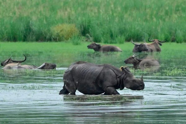Nhiều thú dữ thoát khỏi các vườn quốc gia trong mưa lũ chết người ở Ấn Độ Nhiều thú dữ thoát khỏi các vườn quốc gia trong mưa lũ chết người ở Ấn Độ