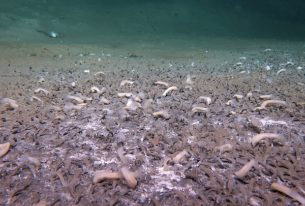 Những phát hiện đáng kinh ngạc về trái đất năm 2025