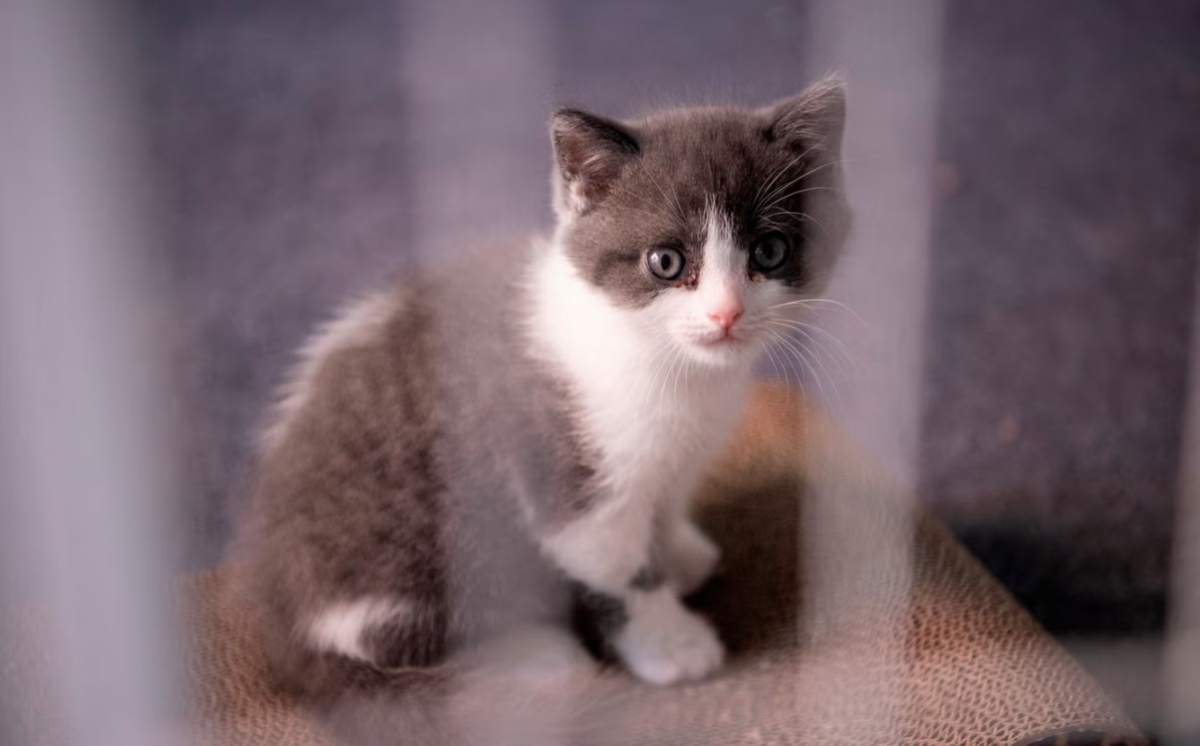 Nở rộ trào lưu nhân bản thú cưng ở Trung Quốc