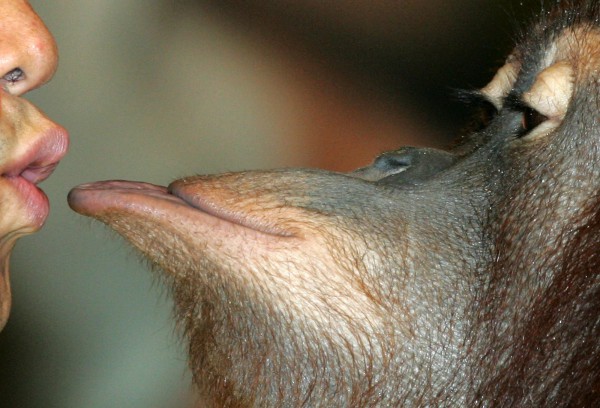 Nụ hôn đầu tiên từ 20 triệu năm trước, không phải ở người Nụ hôn đầu tiên từ 20 triệu năm trước, không phải ở người