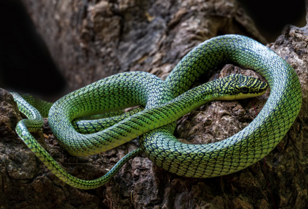 Phát hiện rắn lục tuyệt đẹp và những loài mới trong hang động cổ xưa của Campuchia