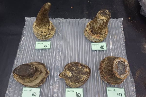 Thái Lan bắt giữ người Việt buôn lậu sừng tê giác từ châu Phi