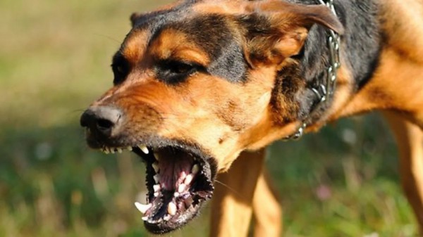 Thiếu nữ 17 tuổi bị chó dữ cắn chết khi đến nhà bạn học nhóm