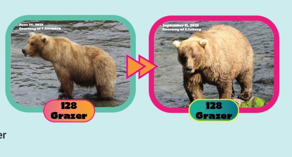 Tìm quán quân cho cuộc thi ‘gấu nào béo nhất’ Tìm quán quân cho cuộc thi ‘gấu nào béo nhất’