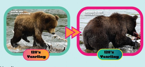 Tìm quán quân cho cuộc thi ‘gấu nào béo nhất’ Tìm quán quân cho cuộc thi ‘gấu nào béo nhất’