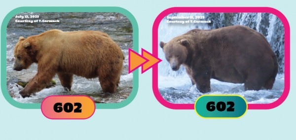 Tìm quán quân cho cuộc thi ‘gấu nào béo nhất’ Tìm quán quân cho cuộc thi ‘gấu nào béo nhất’