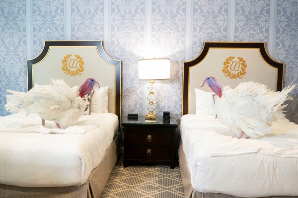 Tổng thống Trump ân xá gà tây dịp Lễ tạ ơn