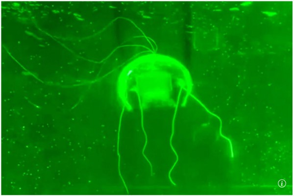 Trung Quốc chế tạo robot 'ma' thực hiện nhiệm vụ giám sát bí mật dưới nước Trung Quốc chế tạo robot 'ma' thực hiện nhiệm vụ giám sát bí mật dưới nước