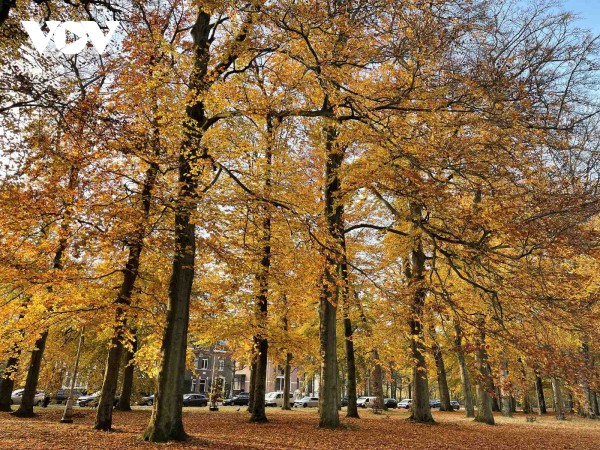 Vẻ đẹp dịu dàng của mùa thu nước Bỉ