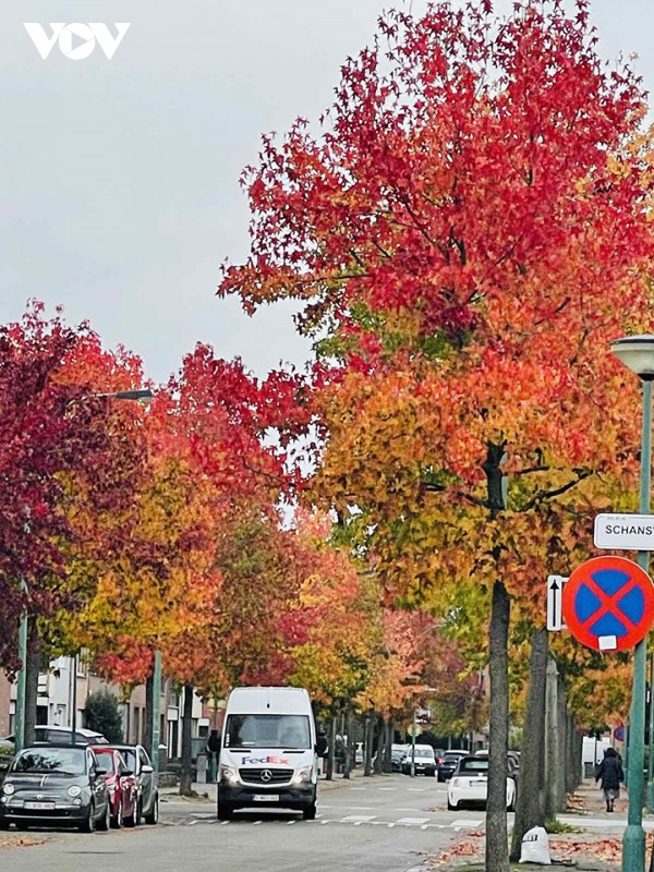 Vẻ đẹp dịu dàng của mùa thu nước Bỉ
