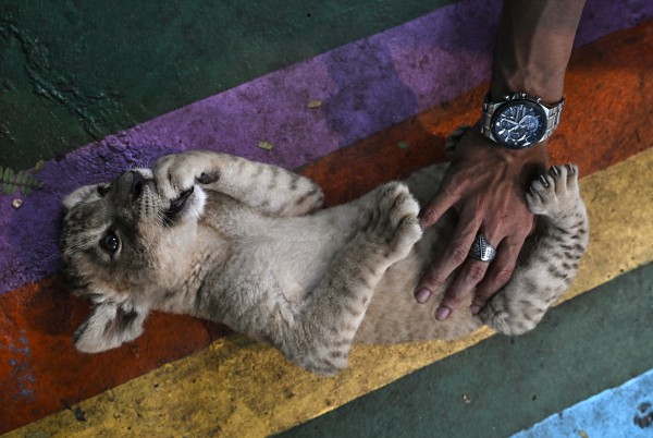 Xu hướng nuôi sư tử làm thú cưng gây tranh cãi ở Thái Lan Xu hướng nuôi sư tử làm thú cưng gây tranh cãi ở Thái Lan