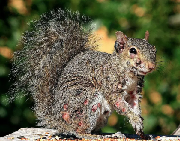 Xuất hiện sóc ‘thây ma’ mọc u nhọt trên thân tại Mỹ? Xuất hiện sóc ‘thây ma’ mọc u nhọt trên thân tại Mỹ?