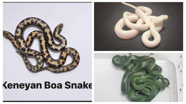 Ấn Độ bắt hành khách đi máy bay mang theo 16 con rắn Ấn Độ bắt hành khách đi máy bay mang theo 16 con rắn