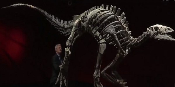 Đấu giá bộ xương khủng long Camptosaurus ở Pháp
