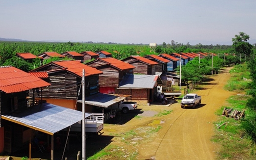 Một góc nông trường của Hoàng Anh Gia Lai. 