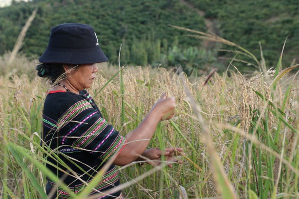 Bảo tồn nghề dệt của người M’Nông - Di sản văn hóa phi vật thể quốc gia