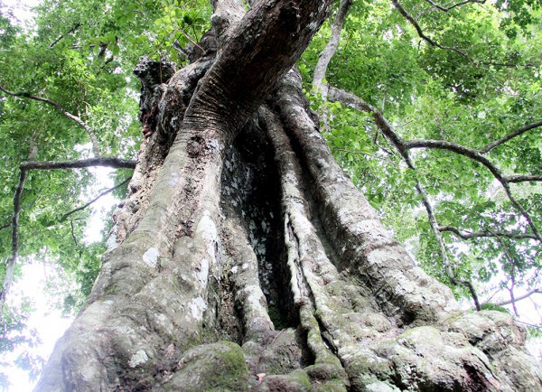 Cận cảnh cây thị hơn 700 tuổi vừa được công nhận là cây di sản Việt Nam