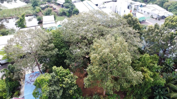 Cây dầu rái cổ thụ 'độc nhất vô nhị' ở miền Tây