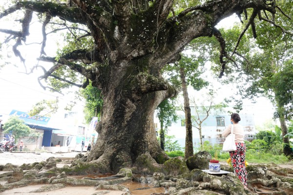 Cây dầu rái cổ thụ 'độc nhất vô nhị' ở miền Tây