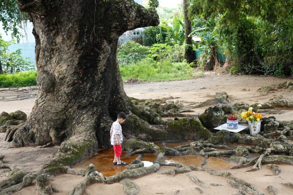 Cây dầu rái cổ thụ 'độc nhất vô nhị' ở miền Tây