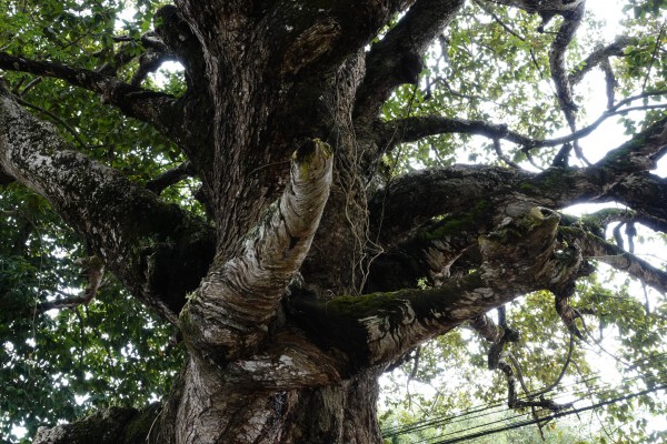 Cây dầu rái cổ thụ 'độc nhất vô nhị' ở miền Tây