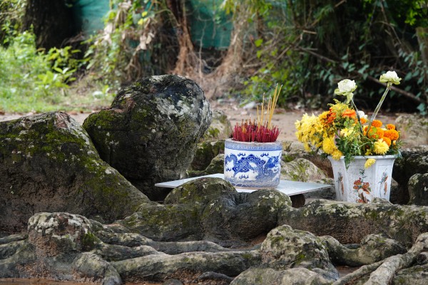 Cây dầu rái cổ thụ 'độc nhất vô nhị' ở miền Tây