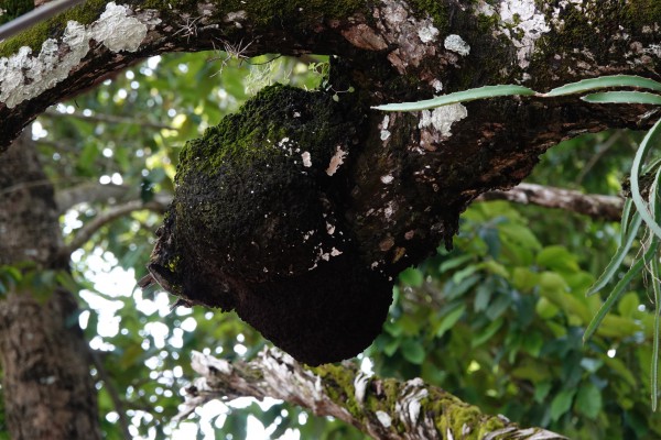 Cây dầu rái cổ thụ 'độc nhất vô nhị' ở miền Tây