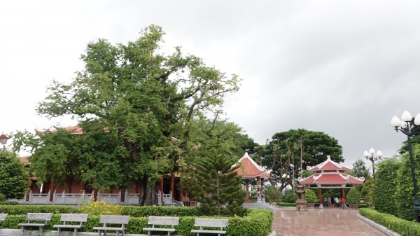 Hào khí nhà Tây Sơn vọng về từ ký ức: Cây me, giếng nước kể chuyện xưa Hào khí nhà Tây Sơn vọng về từ ký ức: Cây me, giếng nước kể chuyện xưa