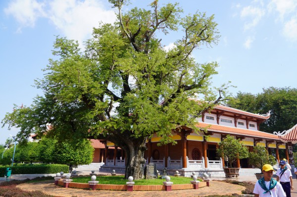 Hào khí nhà Tây Sơn vọng về từ ký ức: Cây me, giếng nước kể chuyện xưa Hào khí nhà Tây Sơn vọng về từ ký ức: Cây me, giếng nước kể chuyện xưa